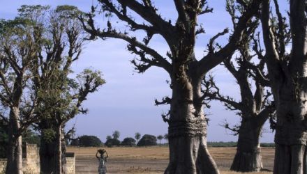 Royaume Toucouleur au coeur du Sahel Africain