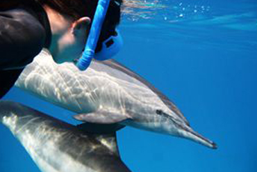 Safari dauphins en Mer Rouge