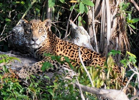 Safari insolite au Pantanal