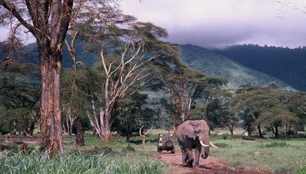 Safari out of Africa