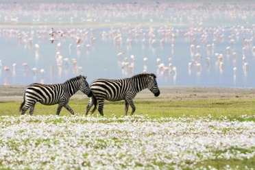 Safaris en Tanzanie 