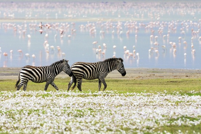 Safaris en Tanzanie