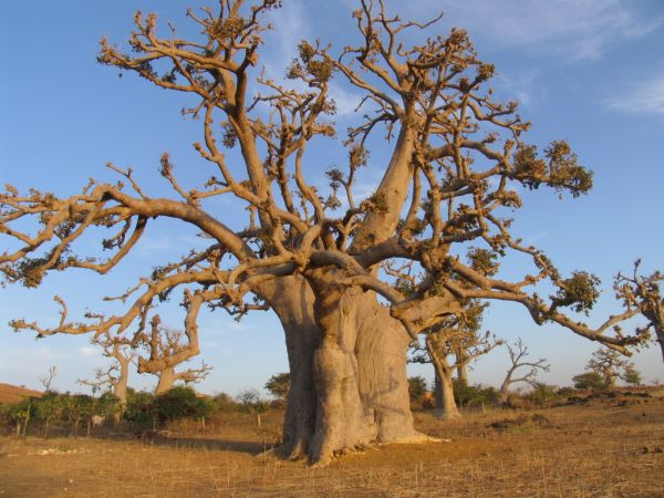 Sénégal, l'intégrale