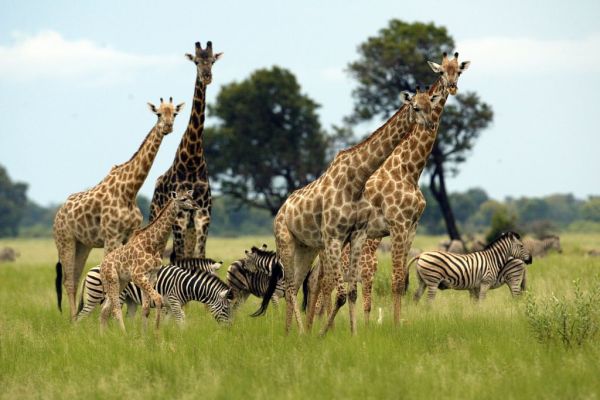 Savane et plages du Kenya