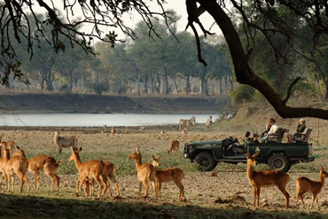 Selous, safaris d'exception au Sud de la Tanzanie
