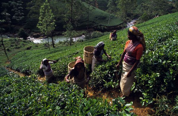 Spice Village : séjour bien-être dans le Kérala