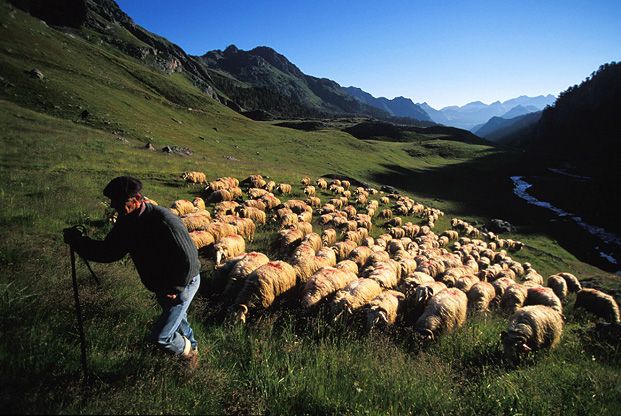 Transhumance avec Jean-Pierre, berger
