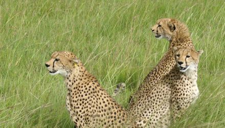 Une aventure africaine
