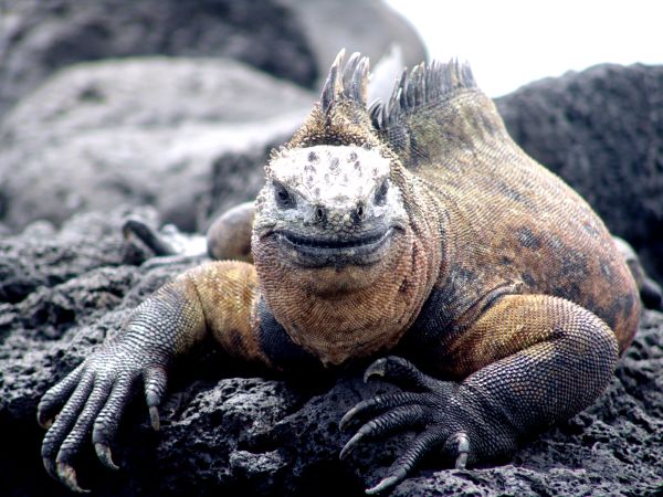 Viva Galápagos !