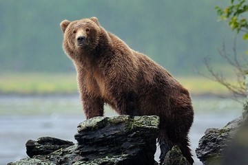 Voyage au pays des ours Kodiak, les grizzlys géants