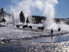 YELLOWSTONE : GEYSERS ET BISONS